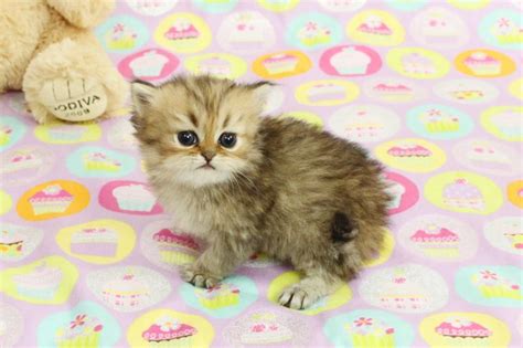 teacup small cat breeds pets lovers
