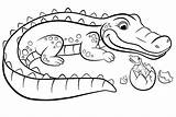 Crocodile Coloring Egg Baby Hatched Pages Alligator Colouring Color Sheet Categories Cartoon sketch template