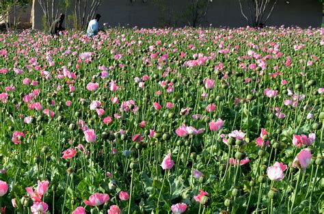 harvesting opium in afghanistan s poppy fields