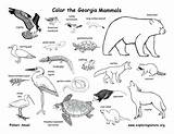 Coloring Pages Animals Swamp Animal Color Habitat Habitats Getdrawings Getcolorings sketch template
