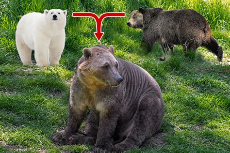 pizzly bear super hybrid created  polar bears  grizzlies