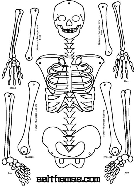 paper skeleton  label bones school pinterest