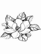 Magnolia Magnolie Digi Ausdrucken Kostenlos sketch template