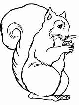 Squirrel Insertion sketch template
