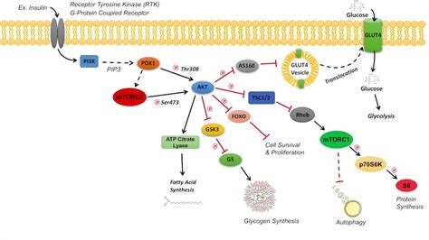 akt signaling pathway regulation and downstream effects youtube