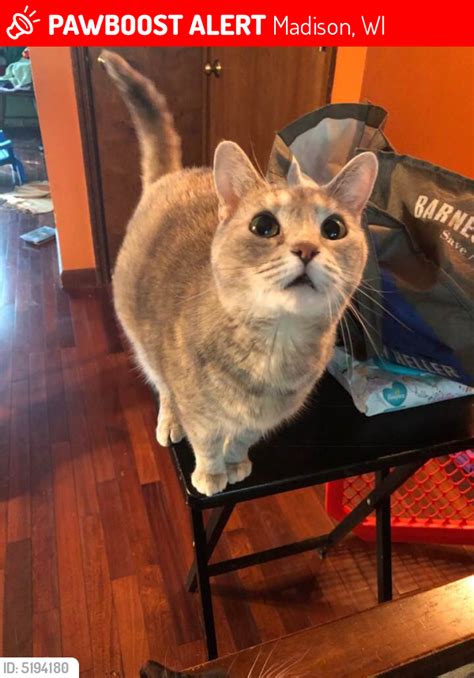 lost female cat in madison wi 53719 named scarlet id 5194180 pawboost