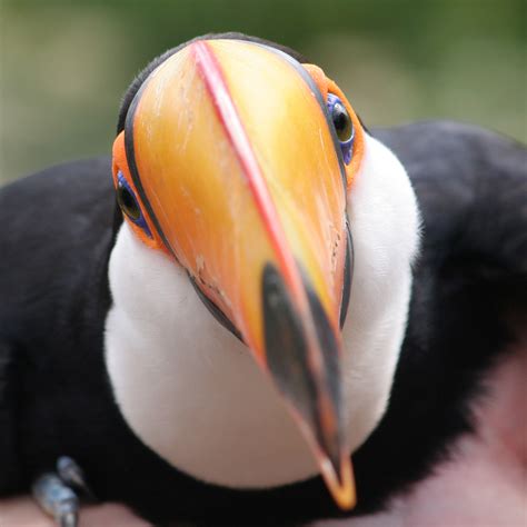 filetoco toucan ramphastos tocojpg wikimedia commons