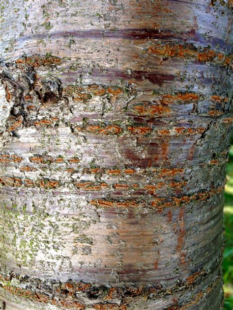 prunus avium bird cherry bark cherry bark tree