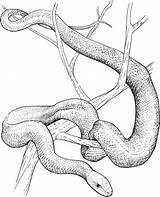 Mamba Snakes Rattlesnake Schlange Diamondback Supercoloring Moccasins Moccasin Designlooter Howtodrawa sketch template