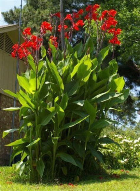 canna lily seeds red flowering tropical easy  grow flcanna yellow