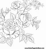 Coloring Pages Flower Adults Flowers Adult Colored Pencil Wild Getdrawings Popular Most Wedding Advanced Getcolorings Color Comments Print Printable Plumeria sketch template