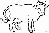 Cow Coloring Dairy Mandala Head Coloringbay sketch template