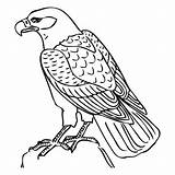 Falcon Coloring Hawk Pages Printable Kids Tony Drawing Animal Colouring Peregrine Bird Atlanta Animals Falcons Color Getcolorings Template Getdrawings Print sketch template