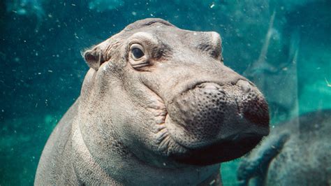 hooray for fiona the hippo our bundle of social media joy the new