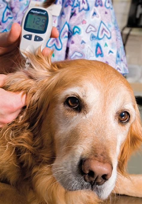 preventing  treating canine diabetes  bark