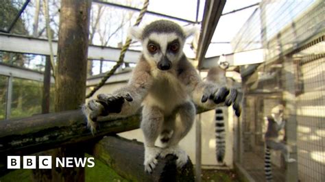 primates facing extinction crisis bbc news