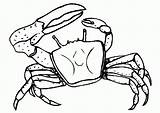 Krab Krabbe Mewarnai Ausmalbilder Kepiting Crabe Kleurplaten Kleurplaat Krabben Crabs Kolorowanki Ausmalbild Krebs Malvorlage Dzieci Hermit Granchio Krebse Granchi Coloriages sketch template