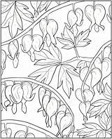 Coloring Pages Bleeding Heart Flower Color Number Dover Floral Book Hearts Doverpublications Creative Colorir Samples Publications Para Flowers Colouring Desenhos sketch template