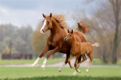 horses nurse  young