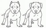 Pitbull Coloring Drawing Pages Drawings Bull Puppy Face Dog Pit Nose Red Realistic Draw American Puppies Cartoon Pitbulls Kids Printable sketch template