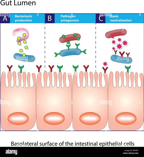gut lumen enterocytes  intestinal absorptive cells small intestine columnar epithelial