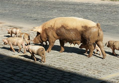 pig family  photo  freeimages