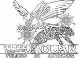 Coloring Aplomado Falcon Jaguar Pages Mural sketch template