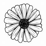 Daisy Thehappyevercrafter Drawing Daisies sketch template