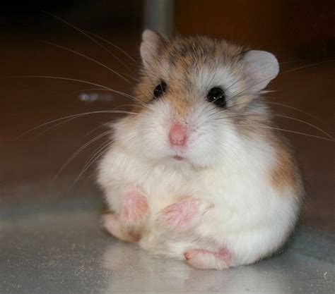 dwarf hamsters bite dwarfhamsterhomecom