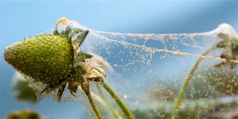 how to get rid of spider mites on indoor and outdoor plants