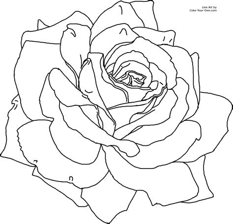 rose coloring page getcoloringpagescom
