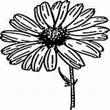 Daisy Outline Flower Clipart Clip Library sketch template