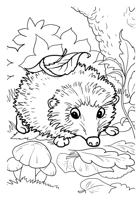 hedgehogs  printable coloring  activity page  kids buylapbook