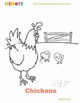 Chicks Hen Kidoti Chickens sketch template