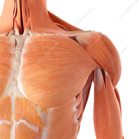 human chest muscles stock image  science photo library