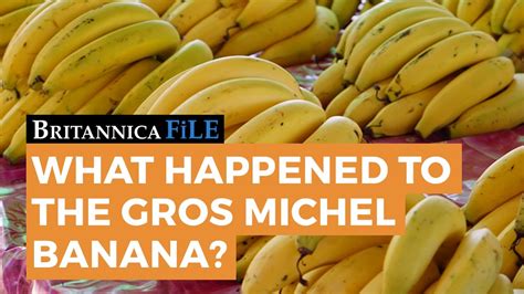 What Happened To The Gros Michel Banana Youtube