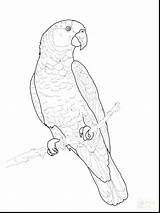 Parrot Coloring Pages Getcolorings Getdrawings sketch template