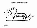 Shoveler Coloring Duck Northern sketch template