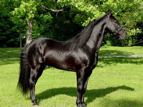 cool facts  didnt    tennessee walker horse horse