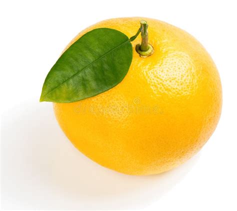 organic grapefruit stock image image  white isolated