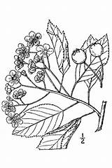Hawthorn Flower Drawing Rosaceae Crataegus Viridis Paintingvalley Green sketch template