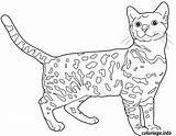 Bengal Dessin Coloriage Gatto Gatti Coloriages Bangala Imprimer Chaton Colorier Dididou Bengala Accordingtostella Gattino Stampare Curiosita Eggs Rabbits Ferrets Reptiles sketch template