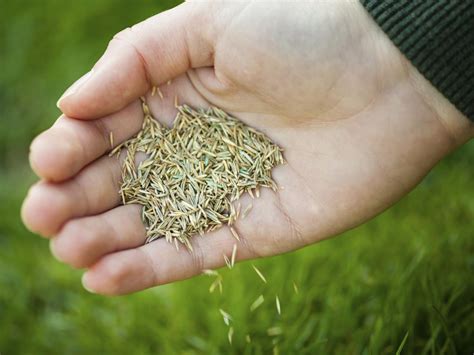 grass seed      popular types