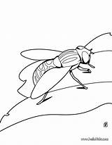 Mosca Pintar Avispas Insectos Escarabajos Ausmalen Fliege Insect Hellokids Ausmalbilder Moscas Insetos Animais Beetle Sheets sketch template