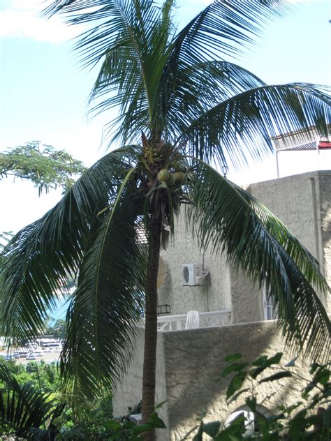 Smith S Jamaican Mission Our Coconut Palm Christmas Tree