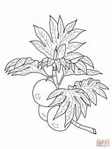 Breadfruit Coloring Pages Drawing Branch Fruits Grapefruit Printable Drawings Lei Kids Supercoloring Choose Board Categories sketch template