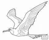 Coloring Pages Frigatebird Pinscher Miniature Great Drawing Getcolorings Online Kids Printable sketch template