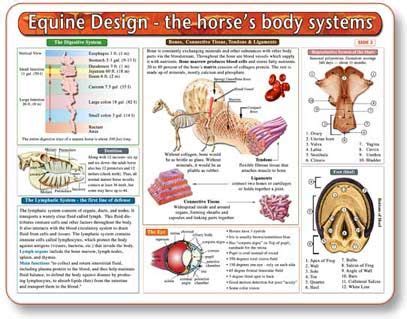 horse anatomy chart natural pet care herbal treatment homeopathic
