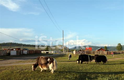 mongolian cattle stock photo royalty  freeimages