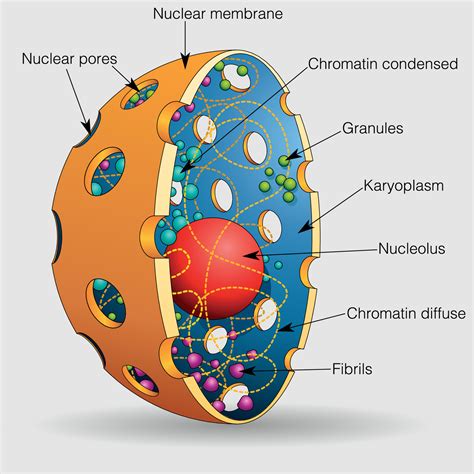 graphic shows  elements   nucleus   human cell   names vector image